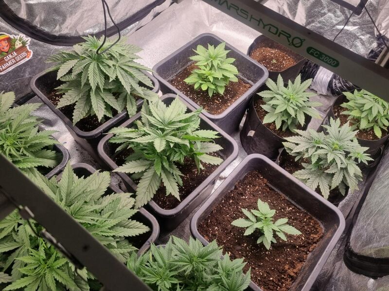 Nori Cake, Фасовка: 3, изображение 3